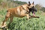 MALINOIS 292